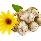 Kada kopati gomolje jeruzalemske artičoke za hranu i skladištenje